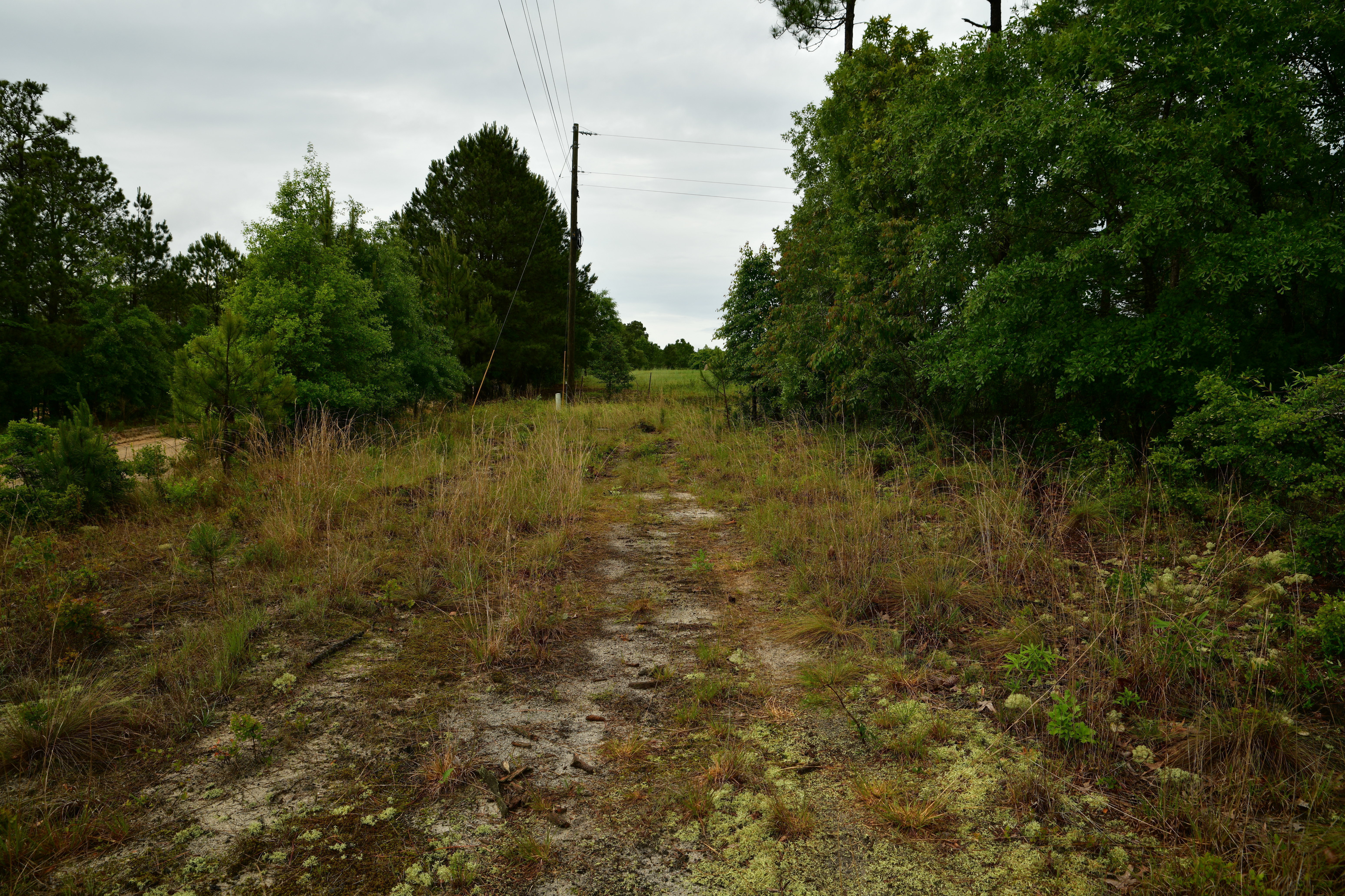 Left Side of Lot